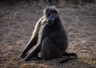 chacma baboon eating in the twilight hours.