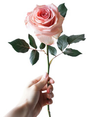 Sticker - PNG Elegant pink rose held delicately