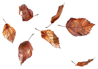 Wall Mural - png autumn leaves isolated white background