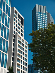 Wall Mural - A Detail shots of skyscrapers in Frankfurt am Main with trees in the foreground