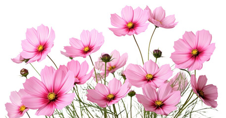 Poster - PNG Pink cosmos flowers outdoors blossom nature.