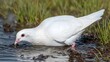 © PB Studio - A white dove drinking from a crystal-clear stream, representing purity and peace. Copy space.