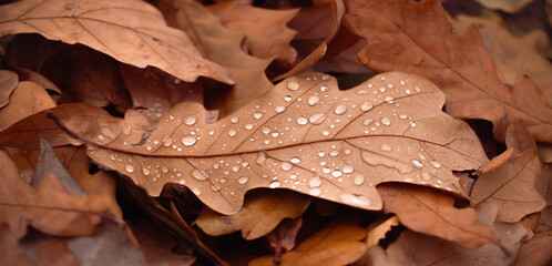 Wall Mural - Autumn background. Fallen oak leaves with rain drops close up in forest, abstract natural backdrop.