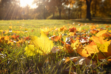 Wall Mural - Park scene in October, colorful autumn foliage and falling leaves background, natural autumn wallpaper