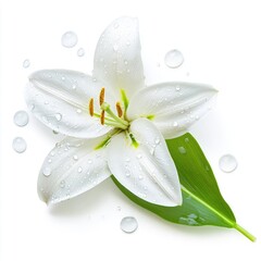 A pristine white lily flower adorned with water droplets, set against a clean background, symbolizing purity and elegance.