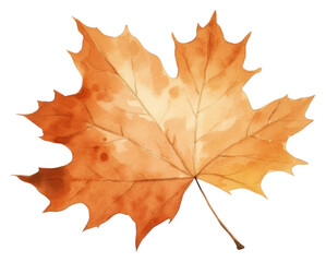 Wall Mural - PNG Leaf autumn nature maple.