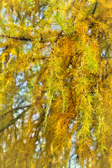 Wall Mural - branchs of with yellow golden needle larix ( larch ) deciduous coniferous tree in autumn in forest w