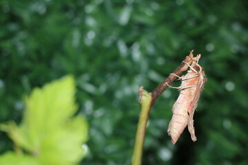 Levant hawk moth (Theretra alecto butterfly) on tree branch isolated green background. Space for text and selective focus.