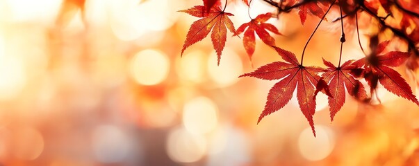 Delicate autumn leaves capture the essence of fall, showcasing vibrant orange hues against a softly blurred background.