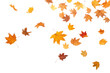 © Rawpixel.com - PNG Autumn leaves backgrounds falling maple.
