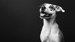 © indyntk - Black and white photo of a playful dog sitting against a solid black background capturing a joyful expression