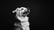 © indyntk - Black and white photo of a playful dog sitting against a solid black background capturing a joyful expression