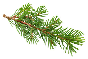 Sticker - PNG Plant pine tree fir.