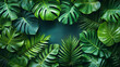 © Anastasia - Green monstera leaves in a tropical jungle with sunlight, close-up, banner design background