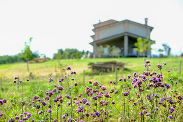 Purple flowers growing in front of country house