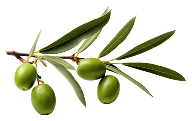 Wall Mural - PNG Olive branch fruit plant food.