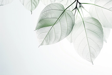 white transparent leaves on white background, clean minimal design background