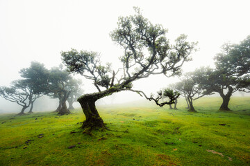 Fanal Forest. Misty forest in Fanal.  Old laurel tree in laurel tree forest in madeira in Portugal