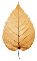 Wall Mural - PNG  Real Pressed a minimal vibrant tropical leaf plant simplicity fragility.