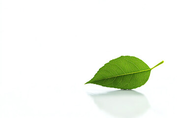 A single green leaf on a white background, symbolizing simplicity, nature, and environmental consciousness.