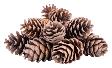 Sticker - PNG Pinecone backgrounds plant tree.