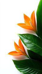 Close-up of vibrant orange tropical flowers with lush green leaves against a white background, showcasing natural beauty and botanical elegance.