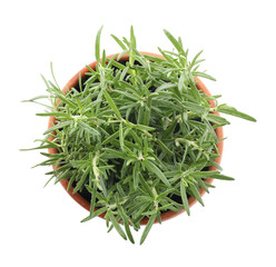 Wall Mural - Aromatic rosemary plant in pot isolated on white, top view