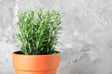 Poster - Aromatic rosemary plant in pot against light grey background, closeup. Space for text