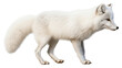 © Rawpixel.com - PNG Arctic fox wildlife mammal animal.