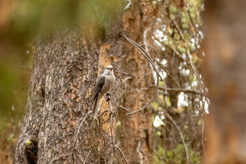 Poster - The Canada jay (Perisoreus canadensis) also known as the gray jay, grey jay, camp robber, or whisky jack