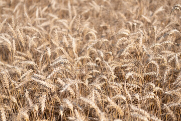 Wheat or barley agriculture field background of summer crop harvest with rye spikelet