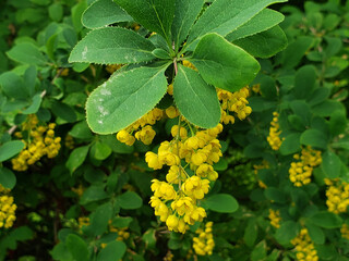 yellow flowers on a tree