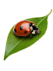 red ladybug on green leaf isolated on transparent background