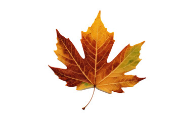 An impeccably clear, high-resolution stock photo showcasing a lone autumn leaf, its colors brilliantly transitioning from green to amber, isolated on a crisp, stark white background