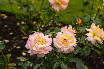 Front view of two yellow and purple roses of the variety 