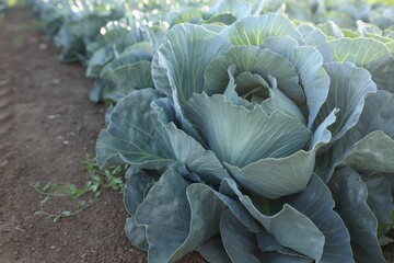 Wall Mural - Green cabbages growing in field on sunny day, closeup