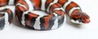 © Georgii - Vibrant close-up of a milk snake showcasing red, black, and white scales in a striking pattern