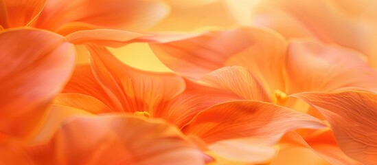 Blurred Abstract Orange Background Of Cattleya Orchid Petals