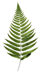 Sticker - PNG A fern leaf plant white background cut out.