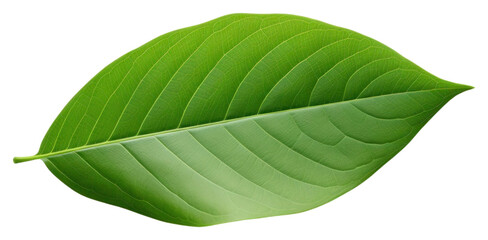 Wall Mural - PNG A mini beautiful leaf plant white background freshness.