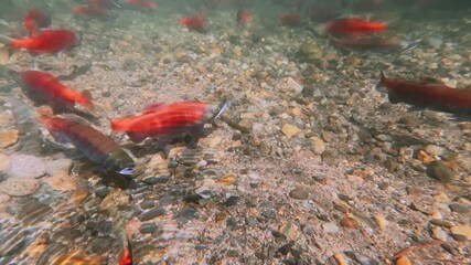 Wall Mural - Red salmons spawning in shallow water in creek, underwater video