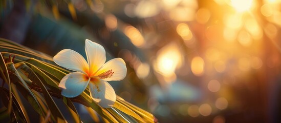 Canvas Print - A Beautiful Flower With Coconut Tree In The Blur Background