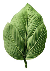 Poster - PNG A leaf plant food white background.