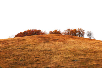 Poster - PNG  Autumn hilltop with orange trees