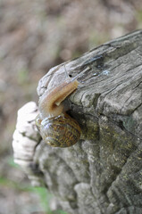 Garden snail climbing up a log