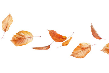 Wall Mural - png autumn leaves floating gracefully