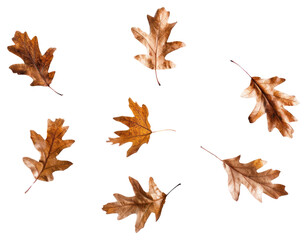 Wall Mural - PNG Autumn leaves on white background