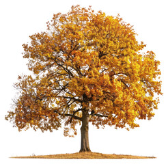 Poster - PNG  Golden autumn tree on white