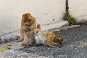 Gibraltar monkeys chilling in the streets