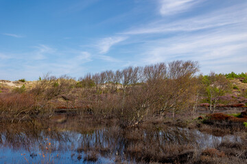 Wall Mural - Summer landscape, Marshland in the sand dune under ble sky, Hight water with swamp and tree, Schoorl and Bergen duinen, The highest and widest dunes in the Dutch province of Noord Holland, Netherlands